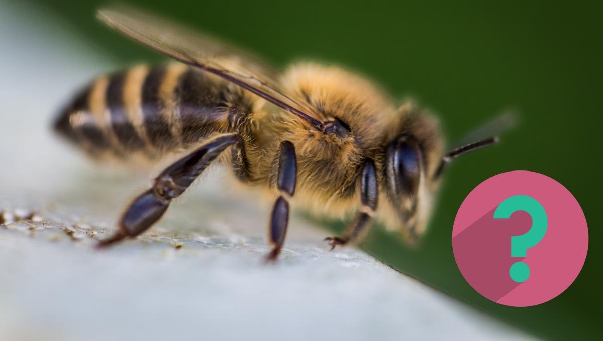 Paso a paso: lo que hay que hacer ante una picadura de abeja